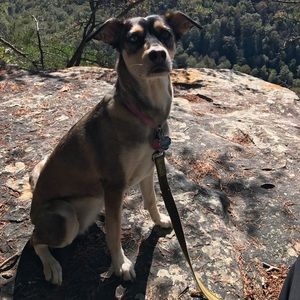 Meet your Posher, Shelby